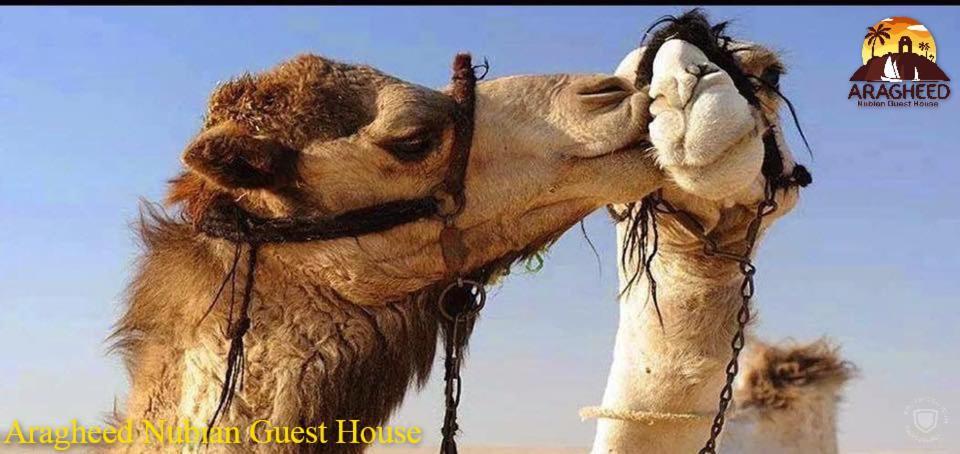 Nubian Kingdom Aragheed House Apartment Асуан Екстериор снимка